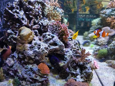 Sea Creature Aquarium