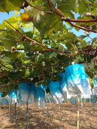 川島農園ぶどう直売所