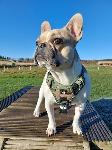 Inca's Trail Secure Dog Park - Thumbnail