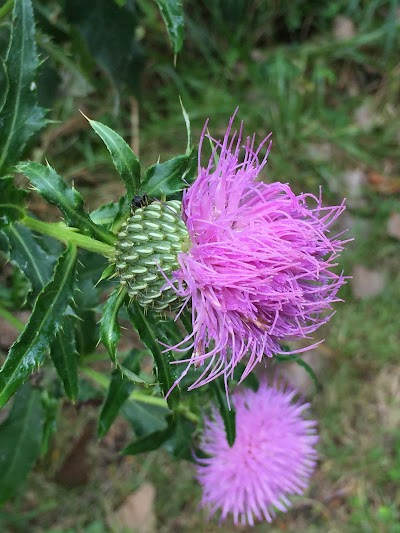 Conrad & Viola McGrew Nature Preserve