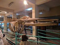 Pakistan Museum of Natural History islamabad