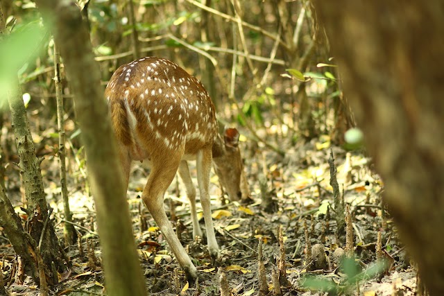Sundarbans Bangladesh