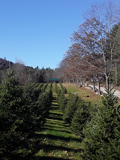 Wild Meadow Christmas Trees - Thumbnail
