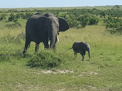 Photos of Sarova Mara Game Camp