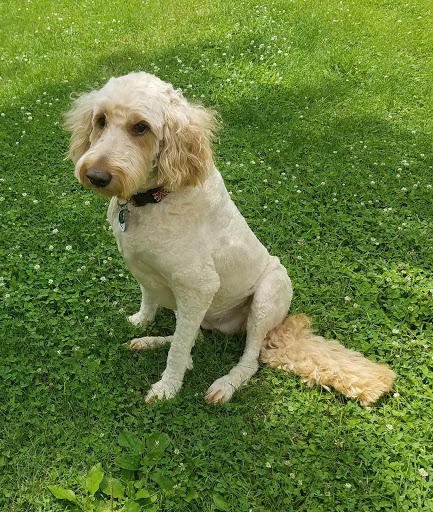 Dog Lady's Pet Camp