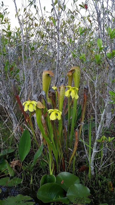 Photos of Okefenokee