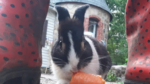 TevaLand Sanctuary Farm