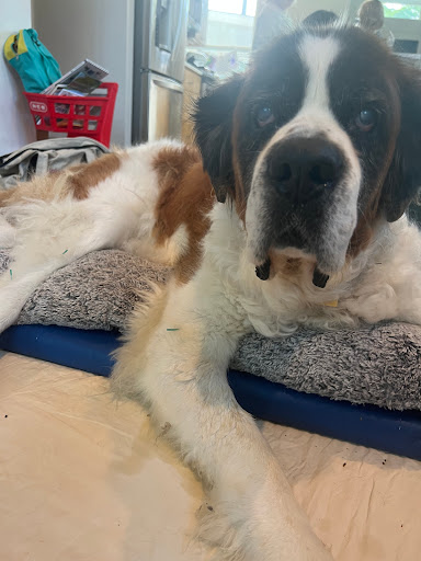 Kokopelli Integrative Veterinary Care - Thumbnail