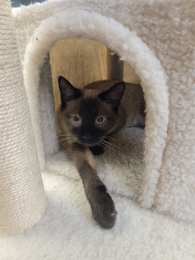 Nose 2 Tail Cat Rescue - Thumbnail