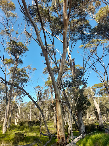 Koojan Salmon Gum Reserve