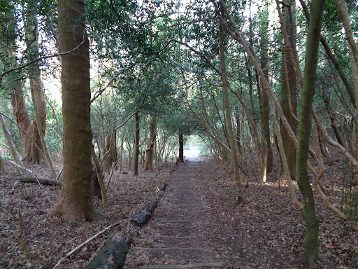 Bodlondeb Woods - Thumbnail
