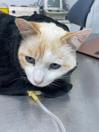 Centre Veterinari Teià - Thumbnail