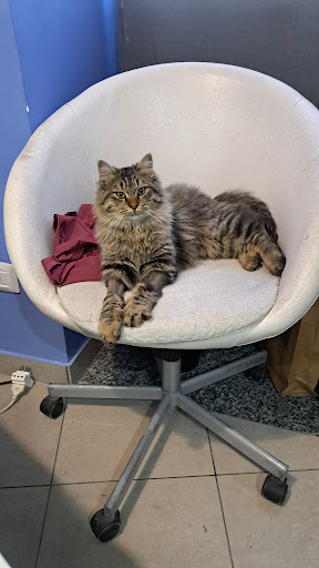 Medical pets - Thumbnail
