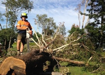 Photos of Aussie Tree Lopping Canberra
