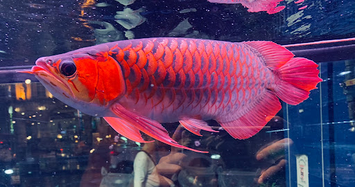 [藍世界水族寵物城-宜蘭東門店 水族店的外部或內部照片]