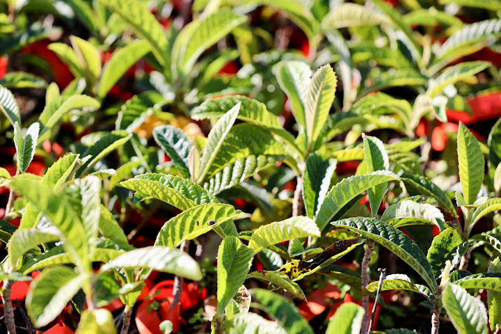 Planting Justice by null