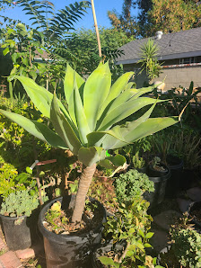 Green Desert Rose 7522 Shirley Ave, Reseda, CA 91335, United States