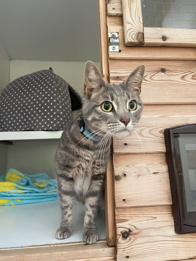 Paws for Thought Cattery - Thumbnail