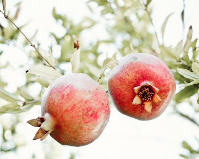 Photos of Paisley & Pomegranate B&B