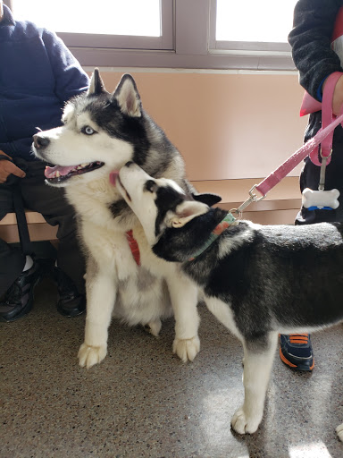 Blue Cross Dog & Cat Hospital