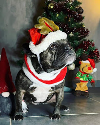 Photo n°16 de ÉLEVAGE DE LA VALLÉE DE PISSEVIN Bouledogues français à Herbault (Éleveur de chiens)