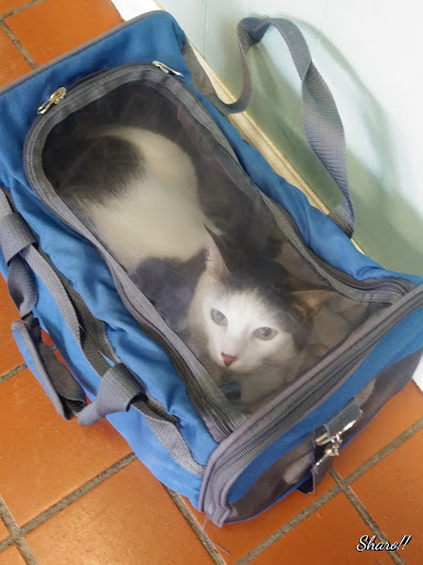 Passaic Pet - Thumbnail