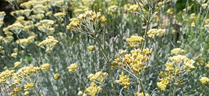 Photo n°11 de Domaine de la Picholine à Salazac (Herboristerie)