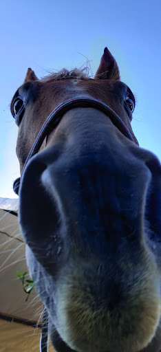 Top View Riding Ranch Gallery - United States