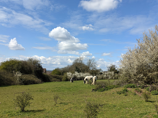 Ridge Wood LNR - Thumbnail