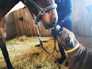 Photo n°4 de Dentiste équin Flatry Caroline à La Chailleuse (Dentiste)