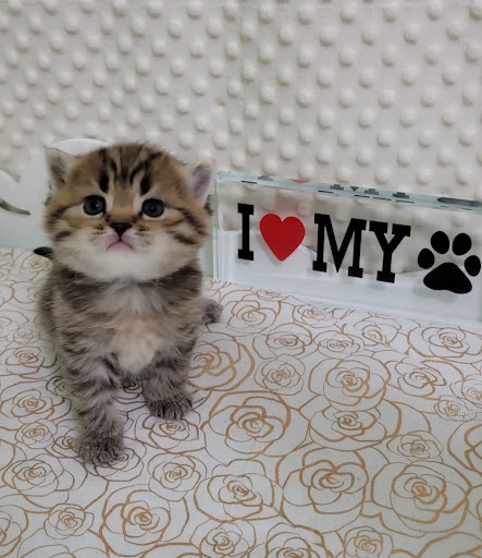 Advanced Cattery - Visual