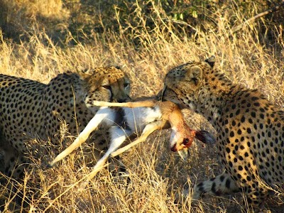 Photos of Africa on Foot