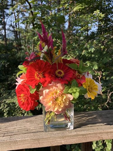 First Light Blooms