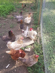 Photo n°5 de Les amis de Griotte à Gan (Service de garde d'animaux)