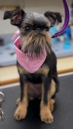 Stubby's Grooming Salon Monument Gallery - United States