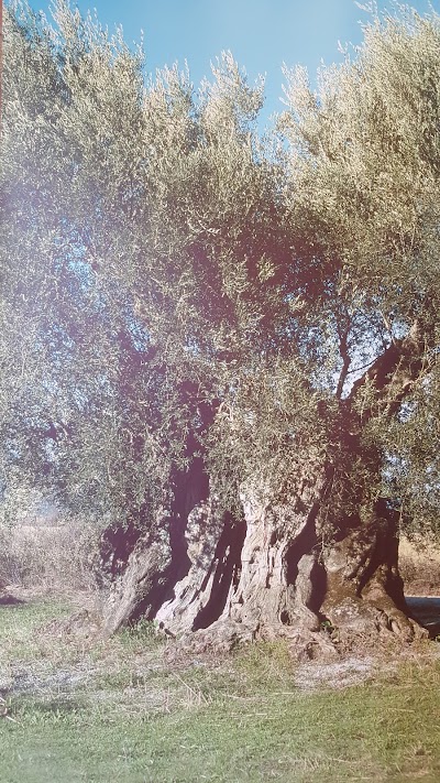 Μουσείο Ελιάς και Ελληνικού Λαδιού