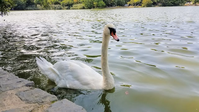 Prospect Park Lake
