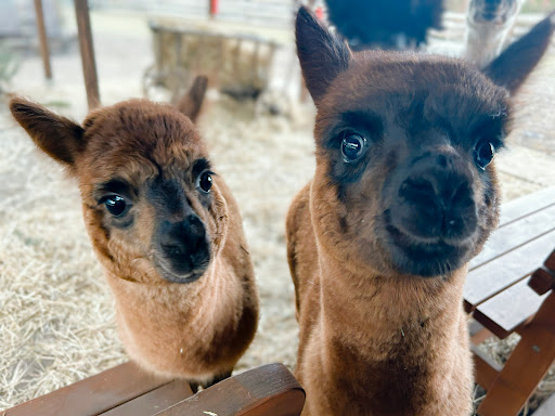 Adams Alpaka Farm - Thumbnail