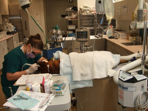 VCA All Pets Animal Hospital Salinas