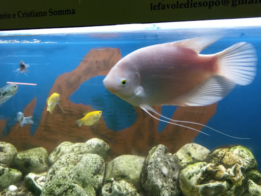Mini Aquarium - Thumbnail