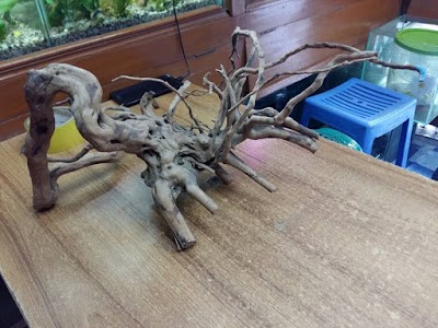 Photos of Fish Aquarium
