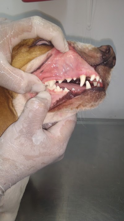 Photos of Veterinaria AMA