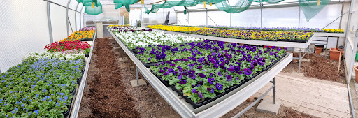 Blumenladen & Bestattungsinstitut Wicki - Thumbnail