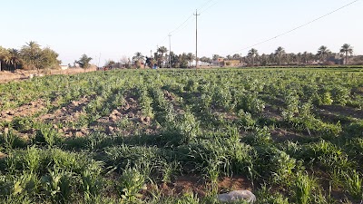 Photos of Presidential region in Radwaniyah