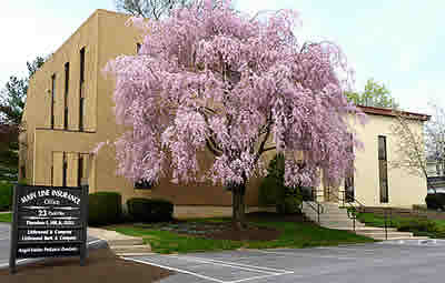 Main Line Insurance Office Inc - Thumbnail