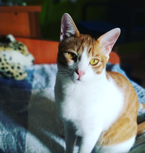 Clínica Veterinària HortaVet - Thumbnail
