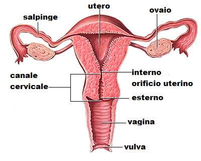 Dr. Mario Marroccu urologo andrologo Gallery - Italy