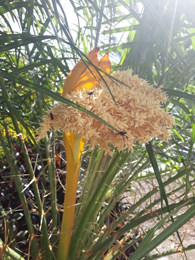 Photos of Masagua Park