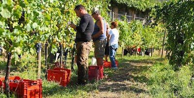 Coloreti Suffumbergi - Italienische Weine & Olivenöl