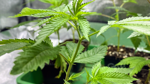 Growshop 2.0 - Thumbnail
